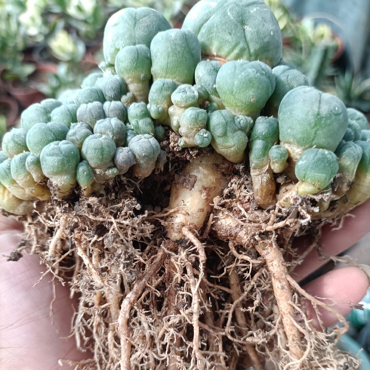 1.5-11cm Lophophora williamsii