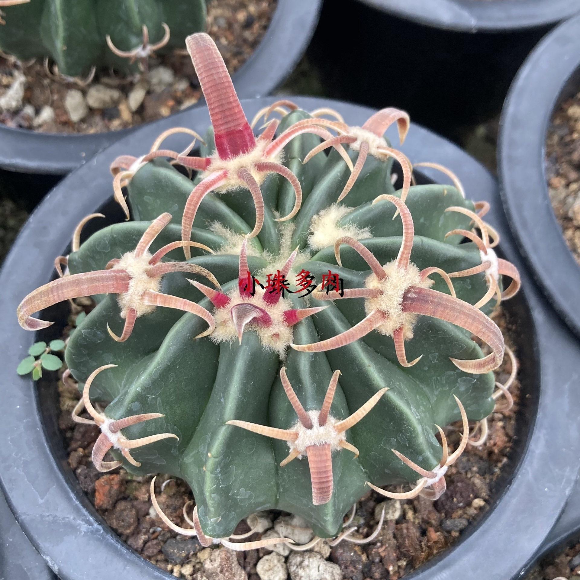 2-7cm echinocactus texensis