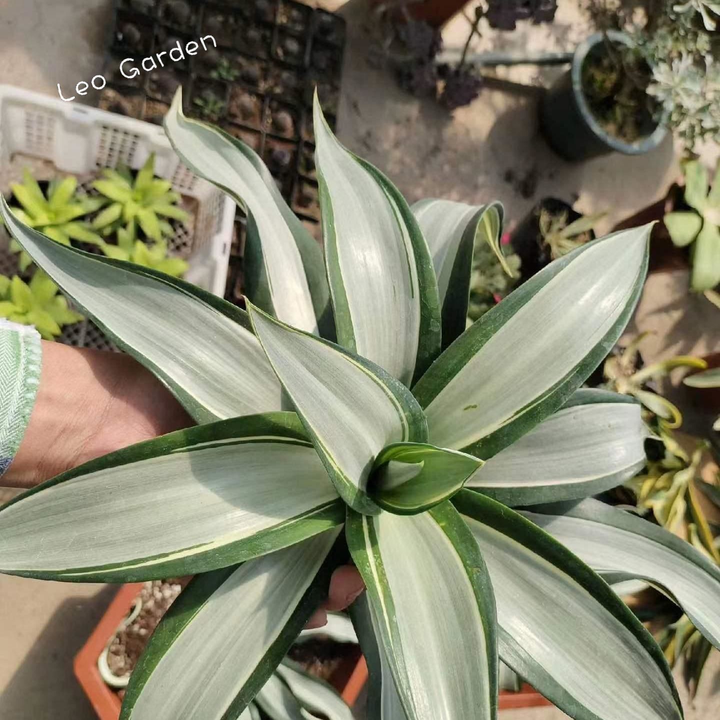 10-17cm Agave desmetiana mediopicta alba