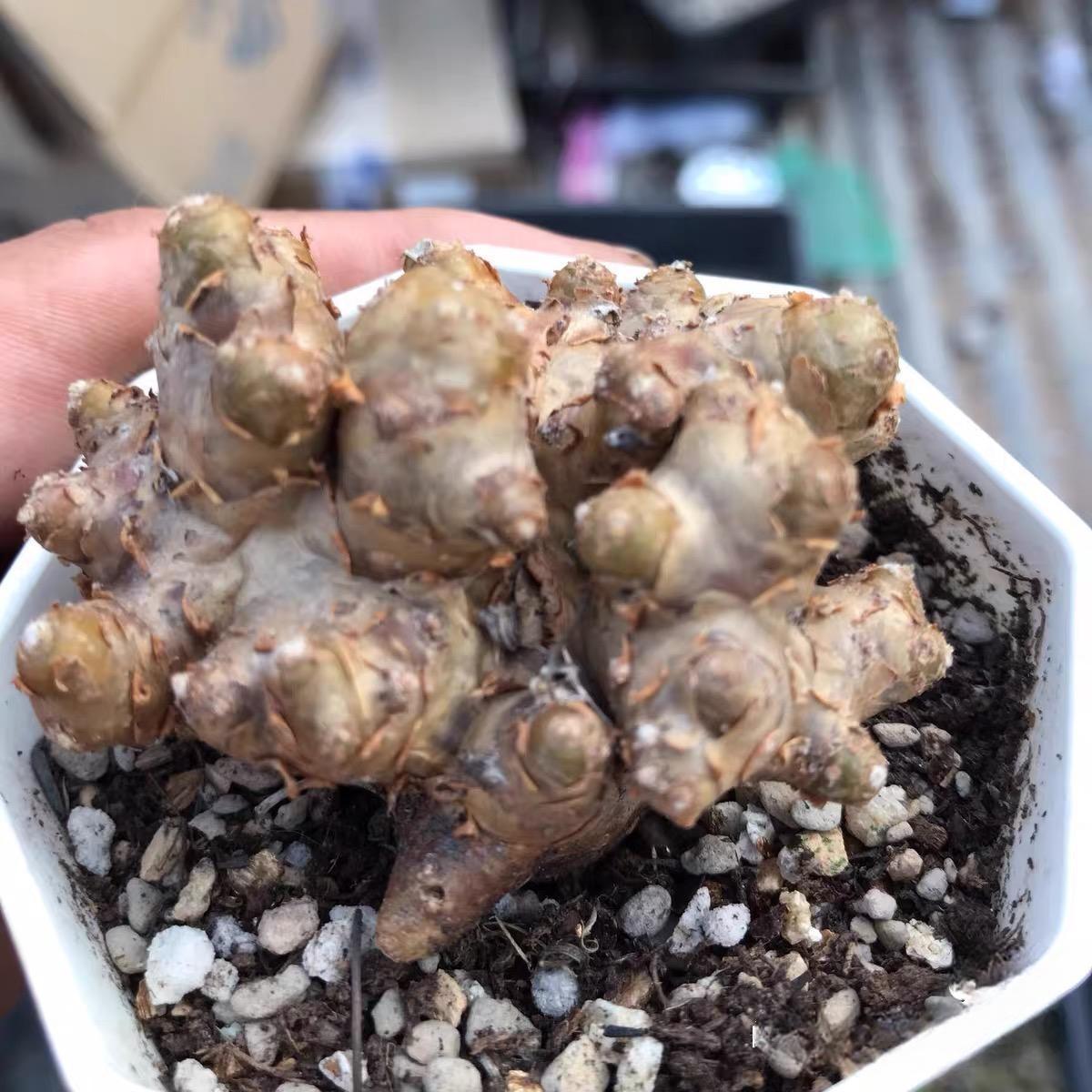 2-6cm Othonna cacalioides