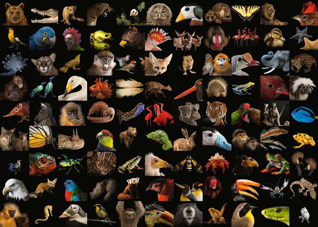 99 Beautiful Animals “Photo Ark” 1000 Piece Puzzle