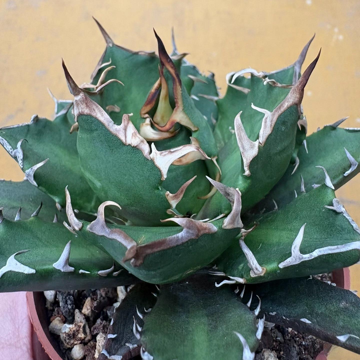 5-14cm Agave titanota “crazy”