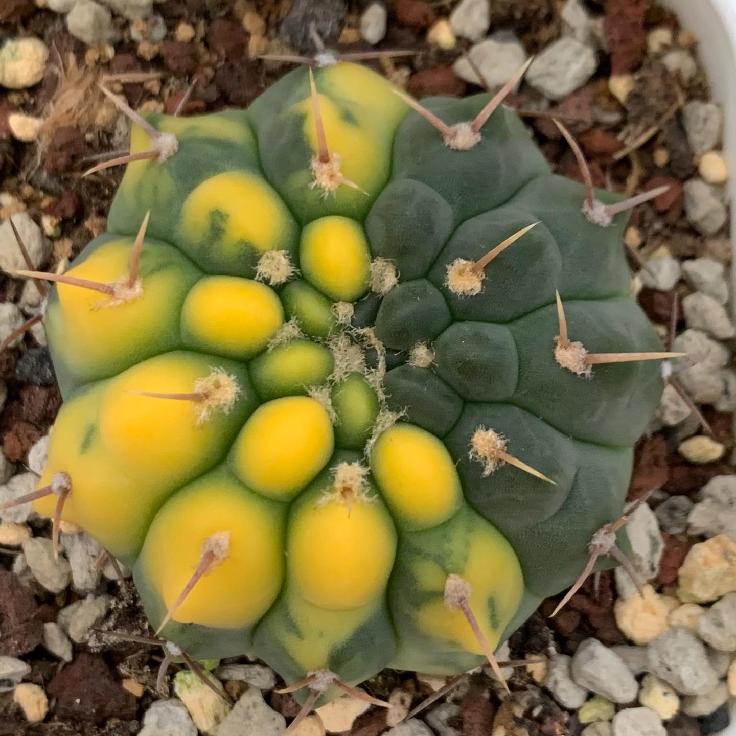 4-5cm Gymnocalycium vatteri