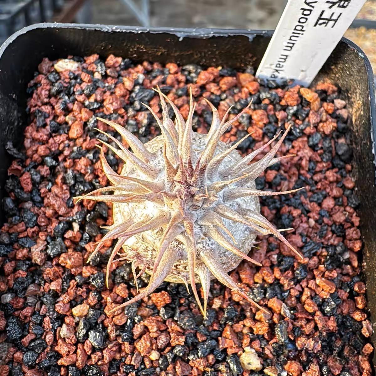 2-6cm Pachypodium rosulatum subsp. makayense