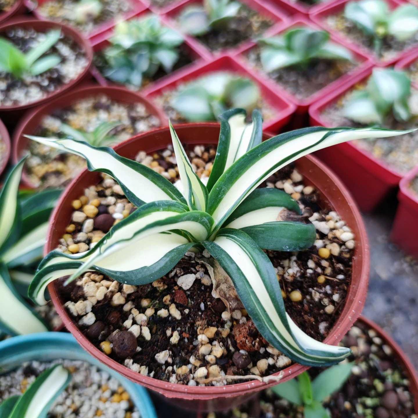 10-25cm Agave desmetiana mediopicta alba （yellow）