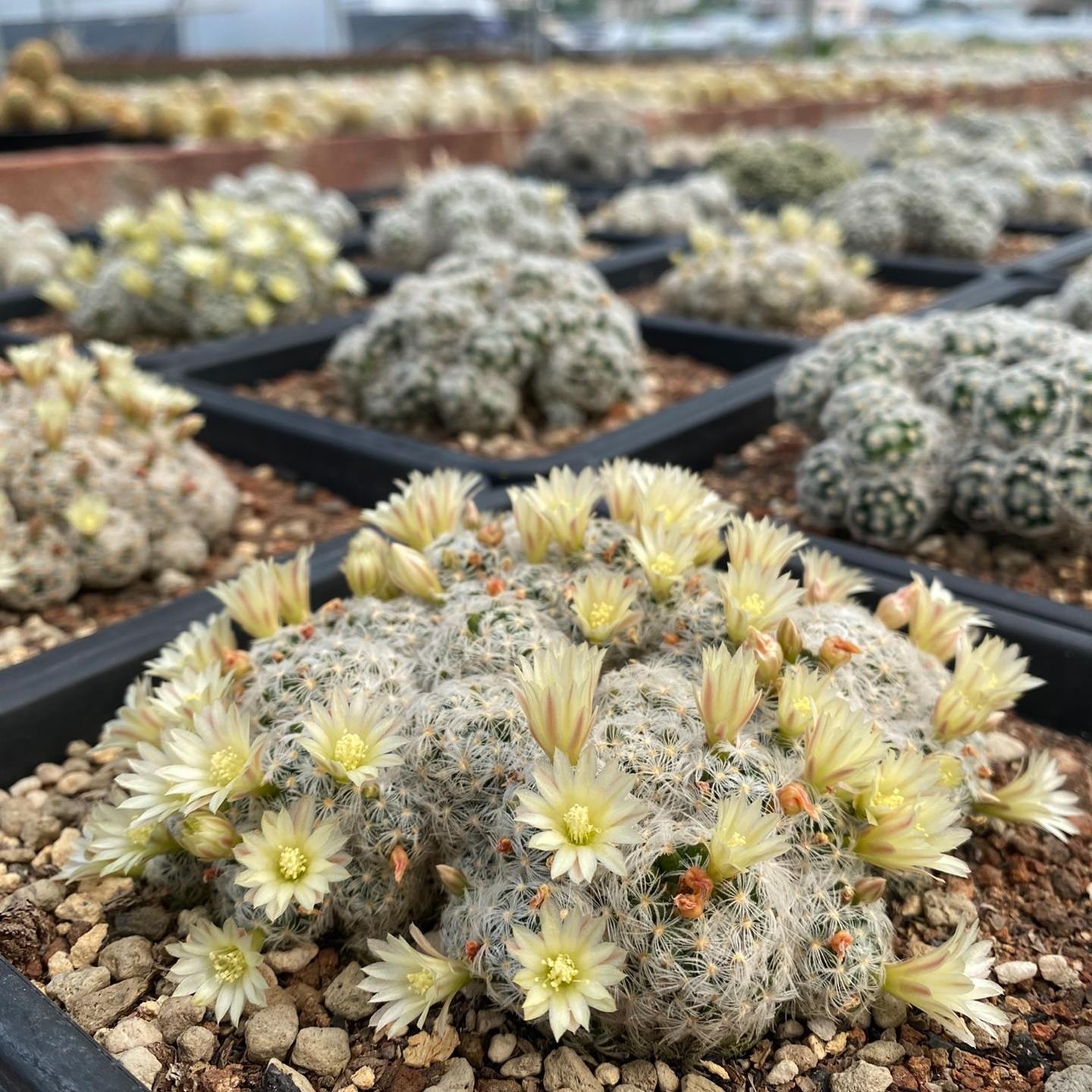 3-8cm Mammillaria duwei
