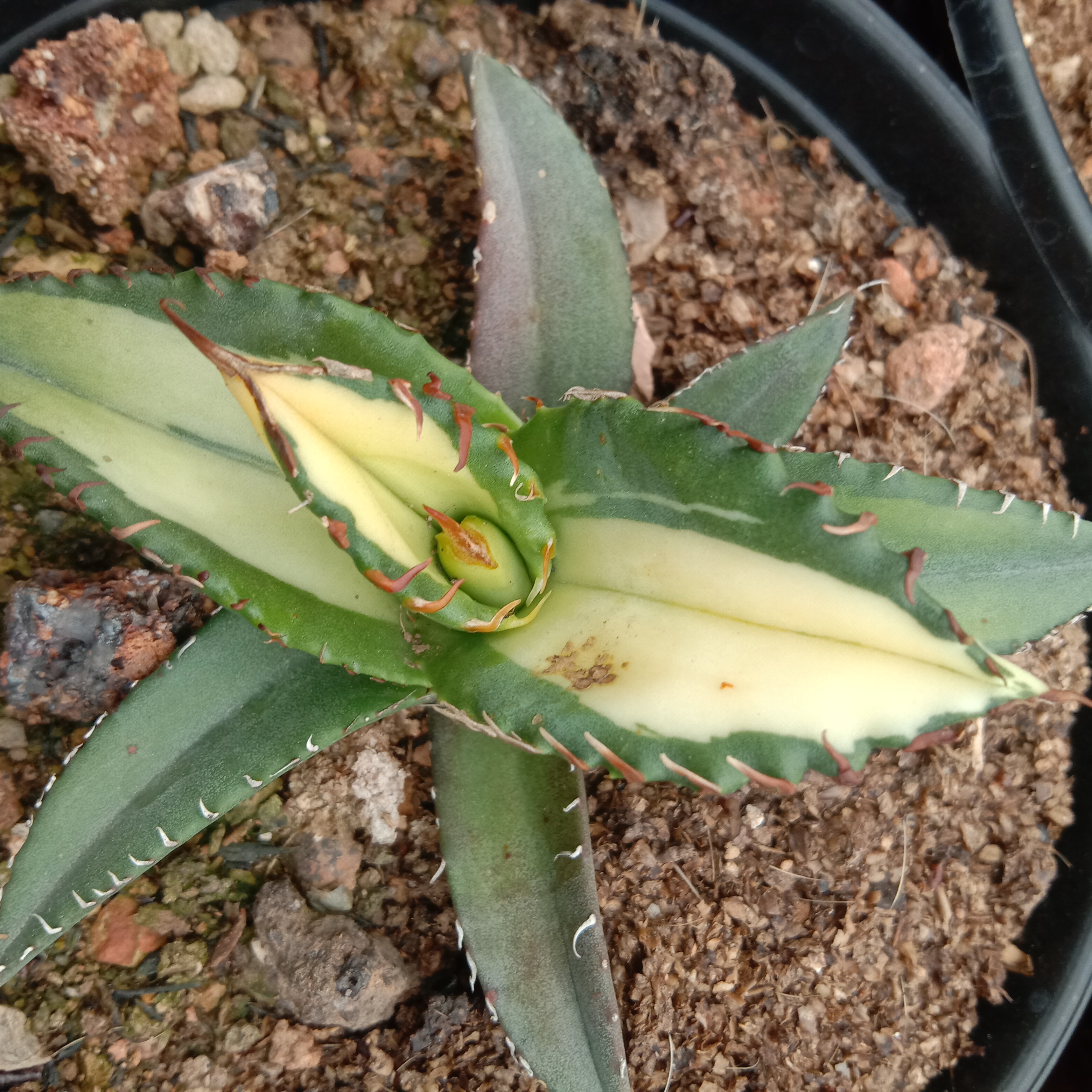 6-10cm Agave Titanota Fujian White Whale