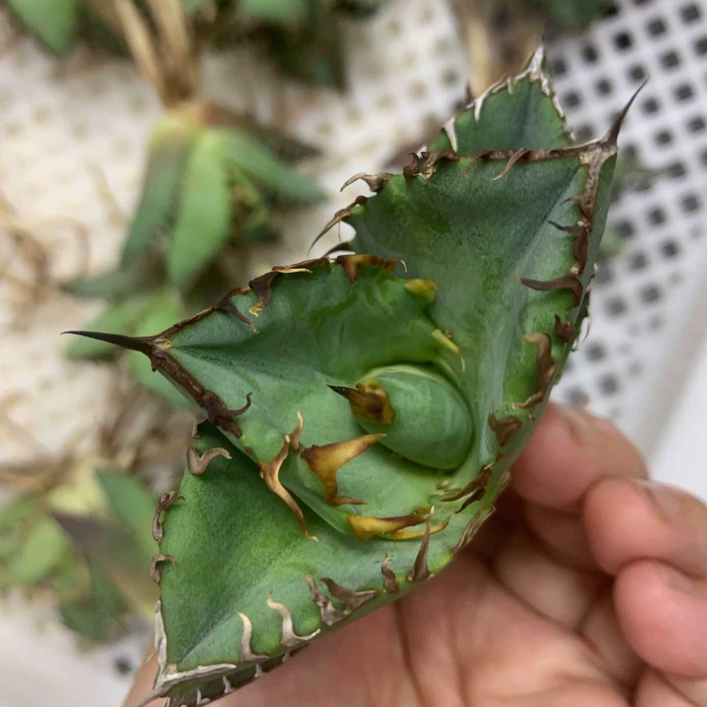 5-7cm Agave titanota  Crab