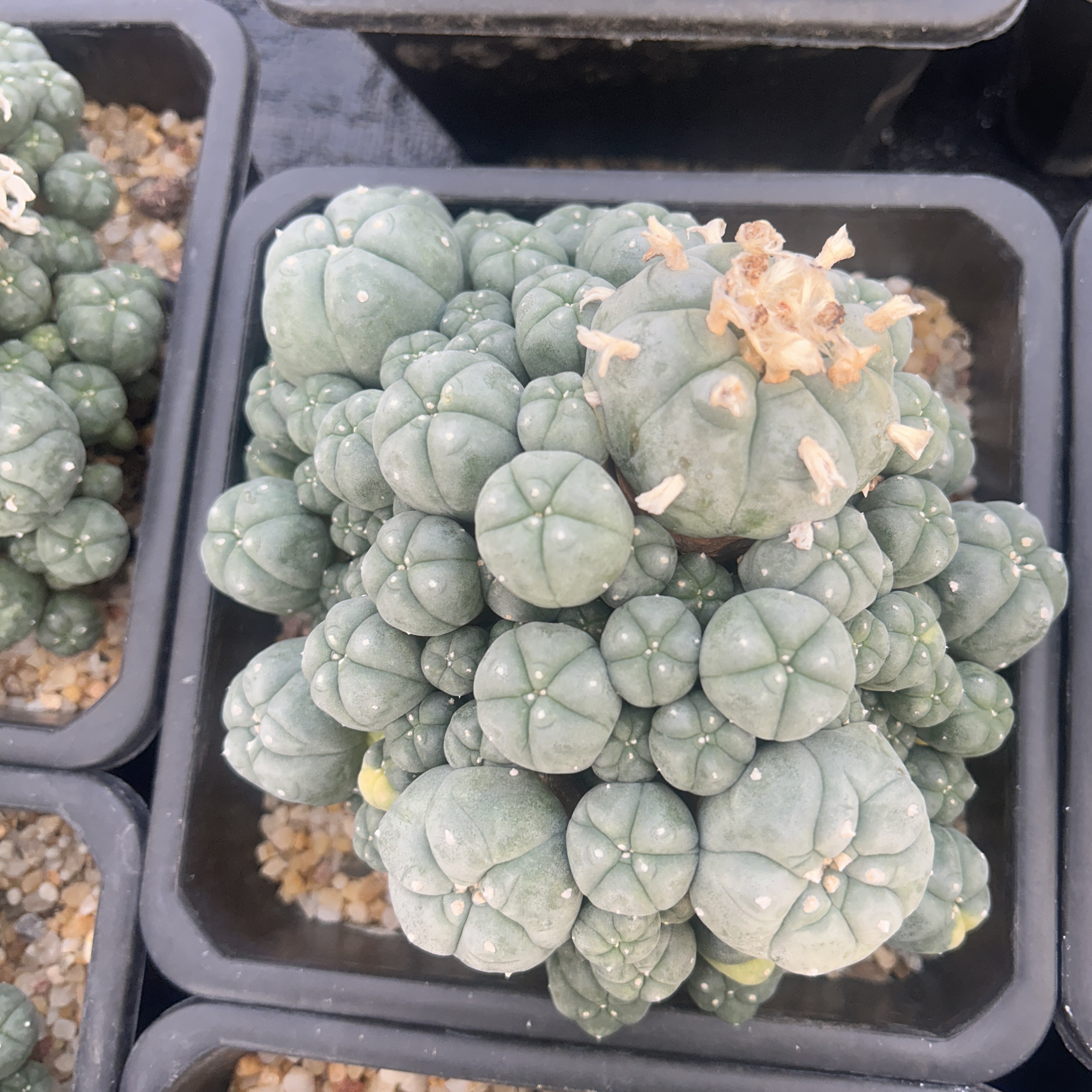 1.5-11cm Lophophora williamsii