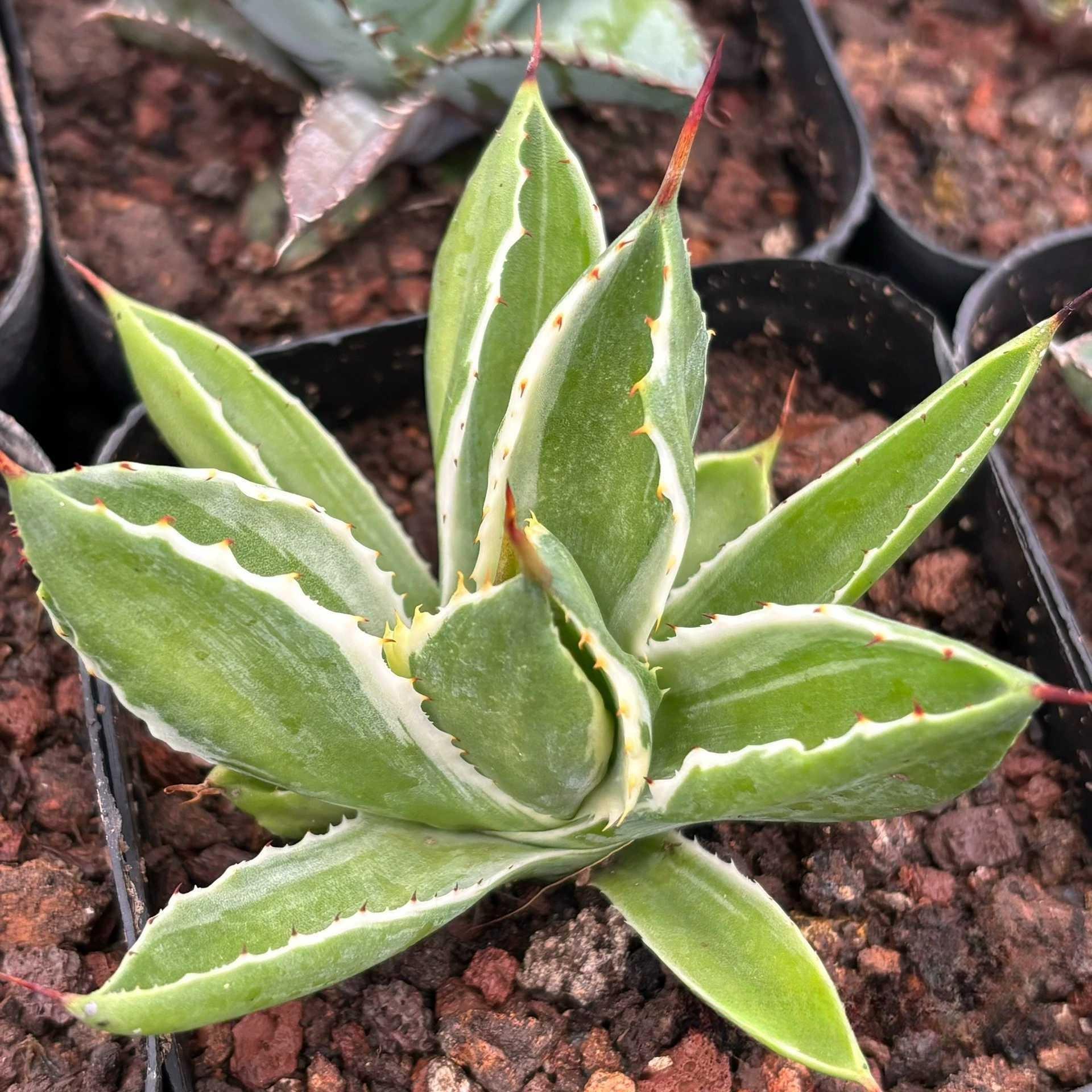 5-7cm Agave potatorum 'Cubic'VAR