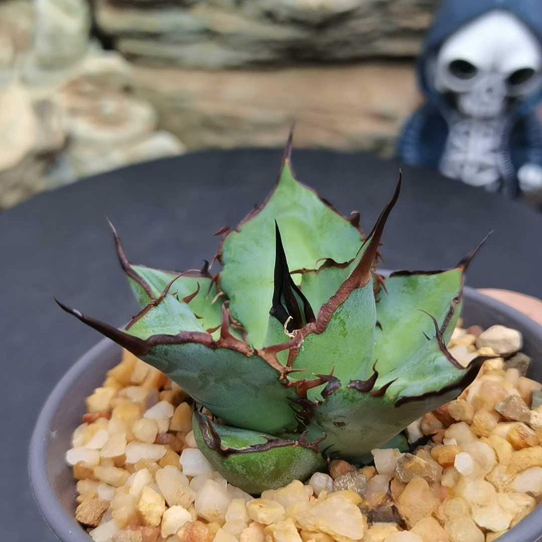 5-7cm Agave Titanota 'Panda