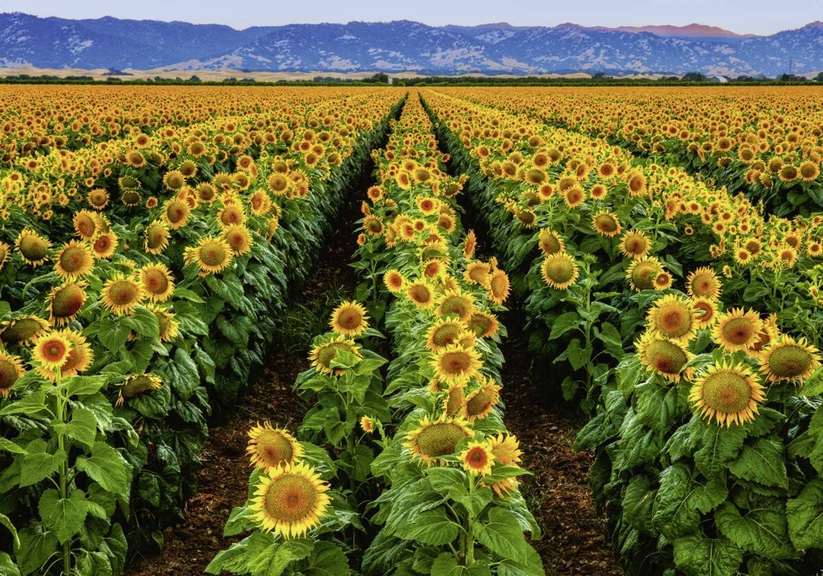 Canadian Collection Fields of Gold 1000 Piece Puzzle