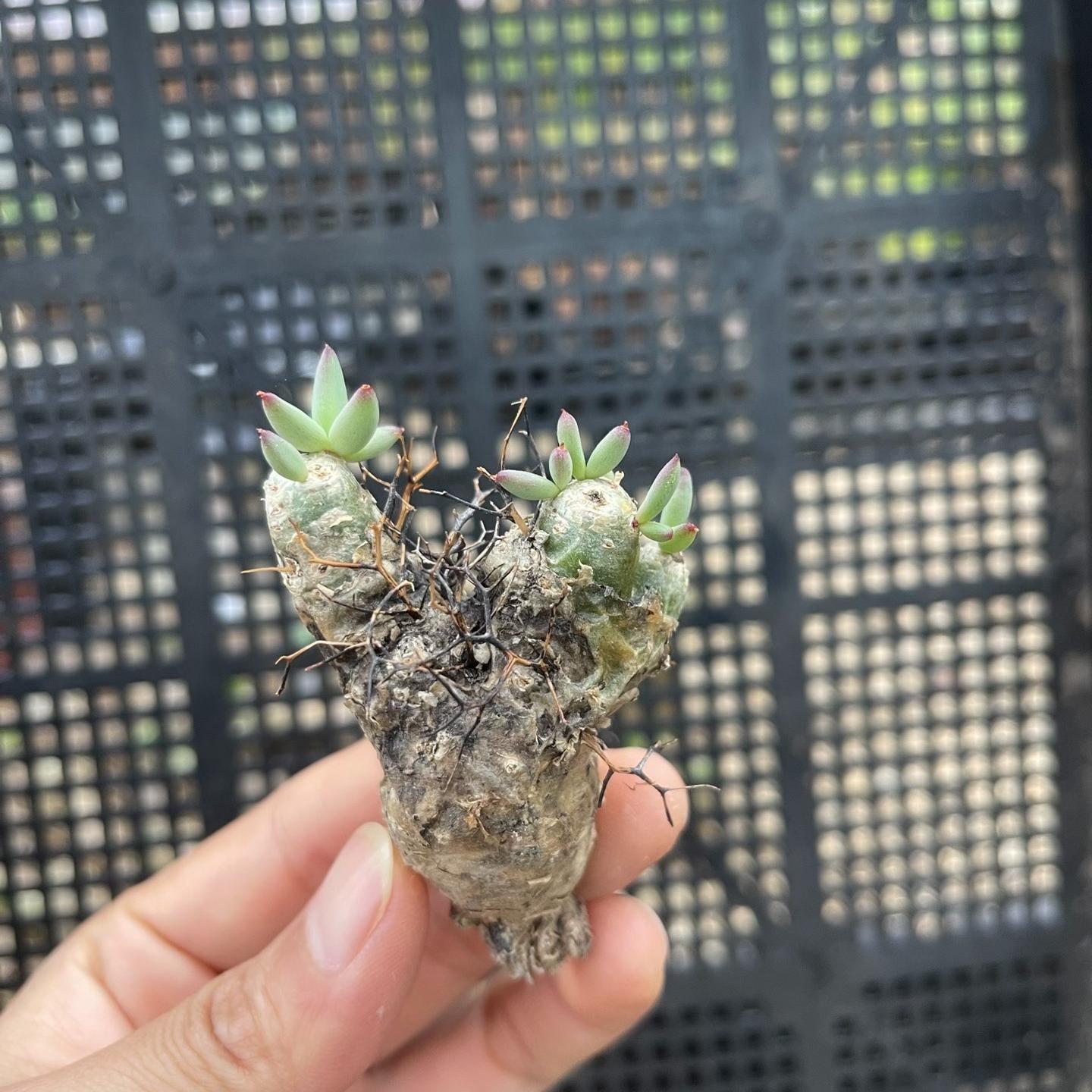 1.5-7cm tylecodon reticulatus