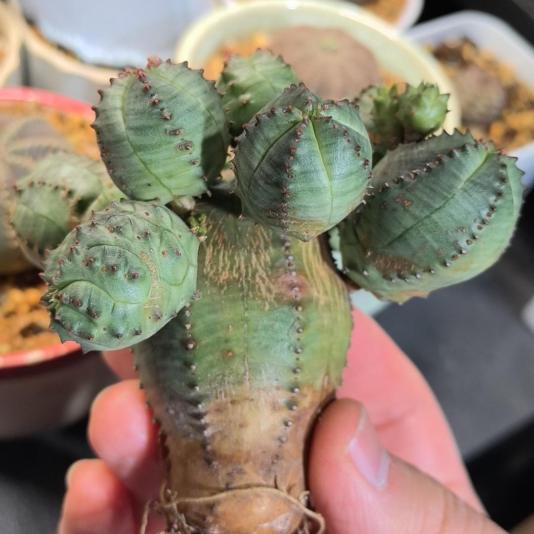 2-6cm Euphorbia obesa