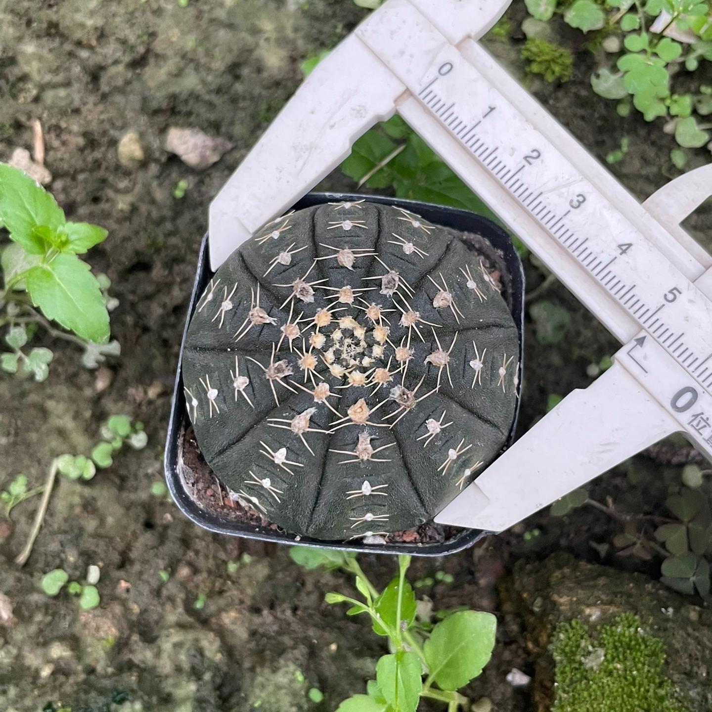 3-6cm Gymnocalycium ragonesei