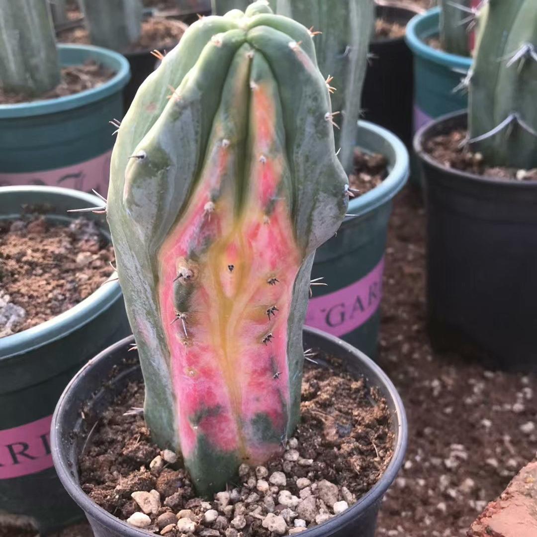 6-10cm Myrtillocactus geometrizans