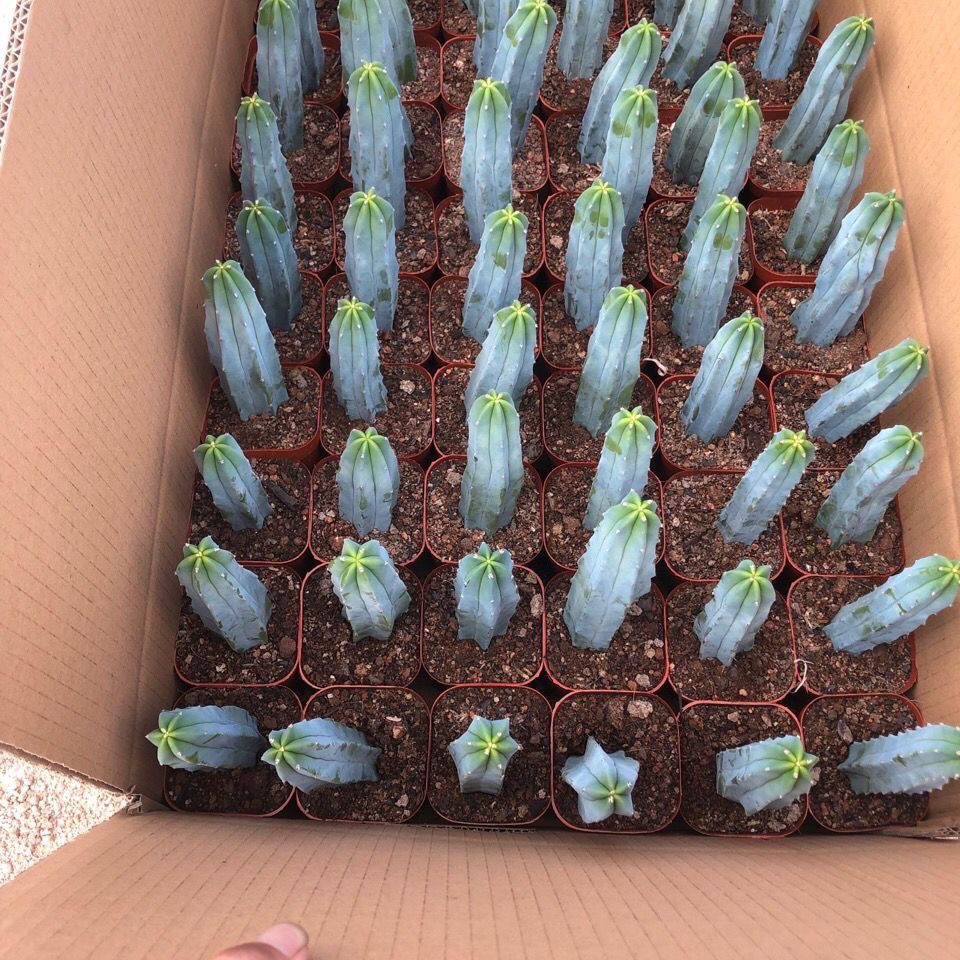 5-10cm Myrtillocactus geometrizans (Specialized for grafting)