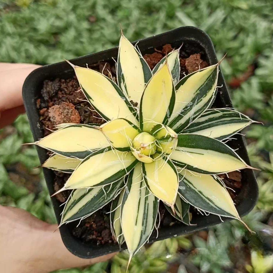 6-10cm Agave filifera 'Ouhi-midare-yuki