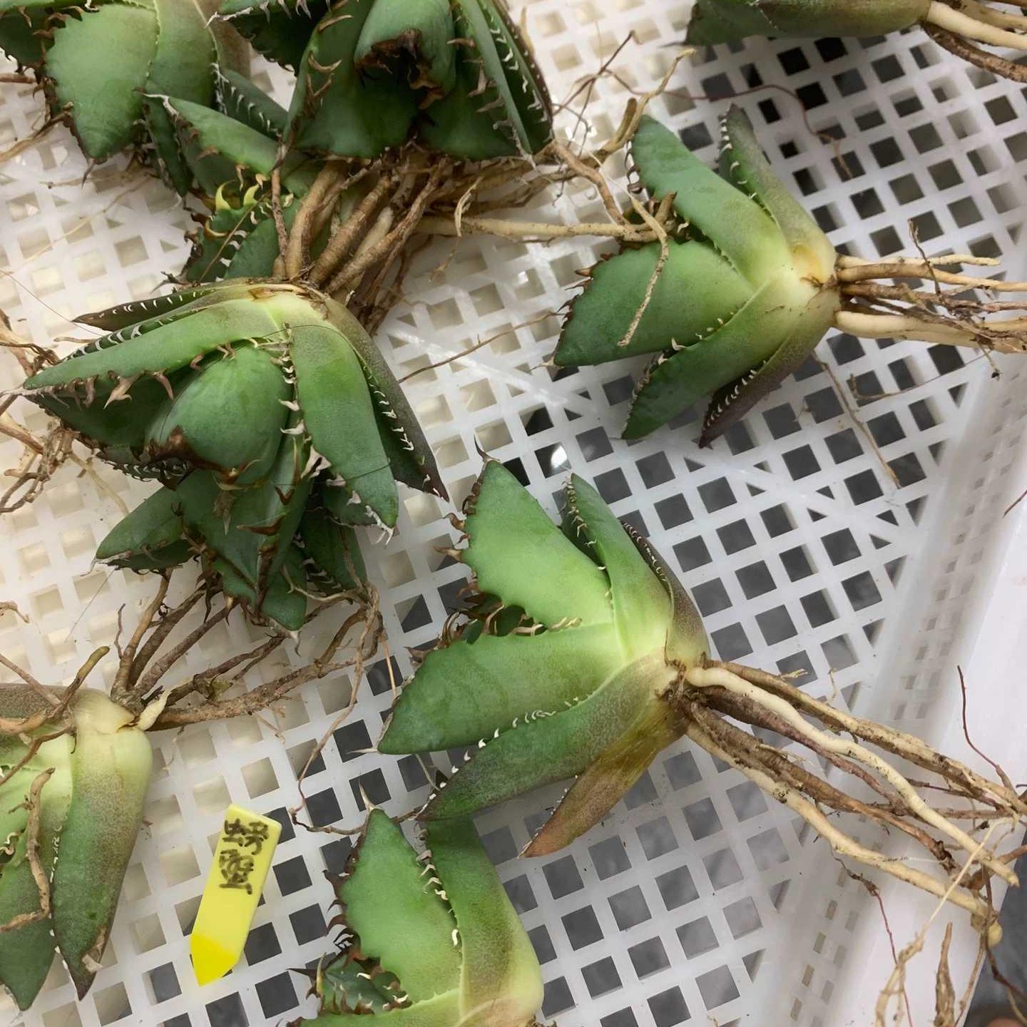 5-7cm Agave titanota  Crab