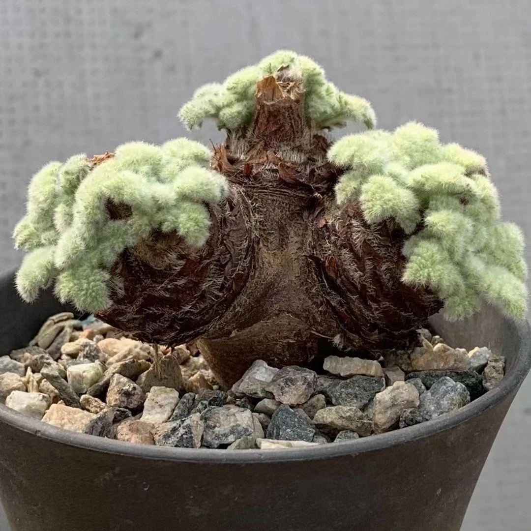 1.5-6cm Pelargonium triste
