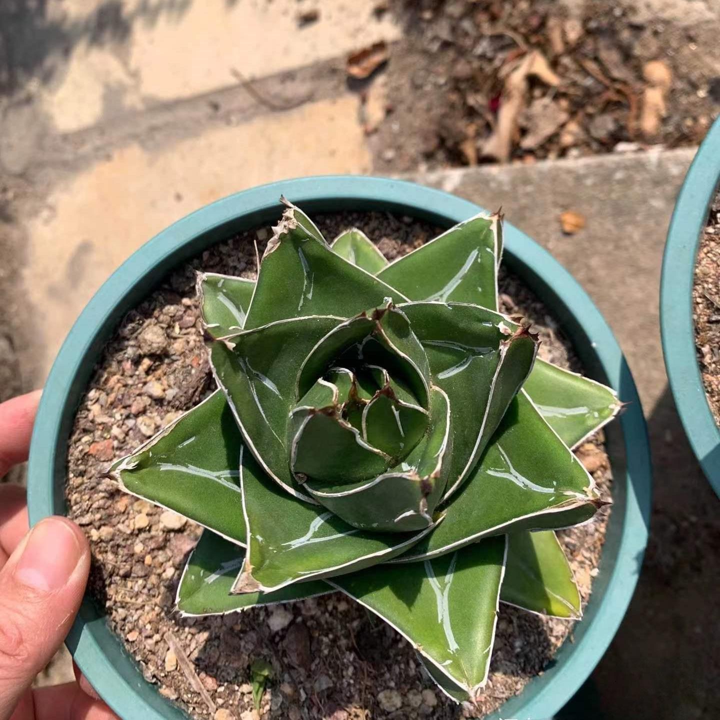 8-10cm Agave victoriae-reginae 'Super Wide'（subadult）