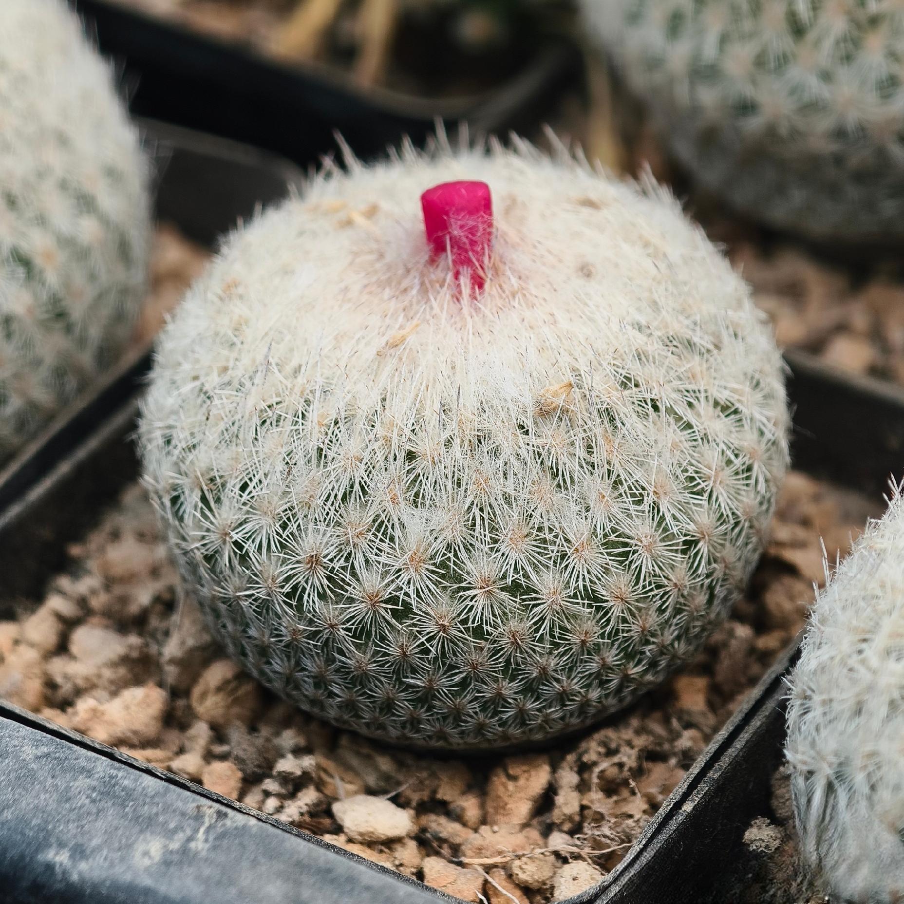 2-10cm Epithelantha micromeris