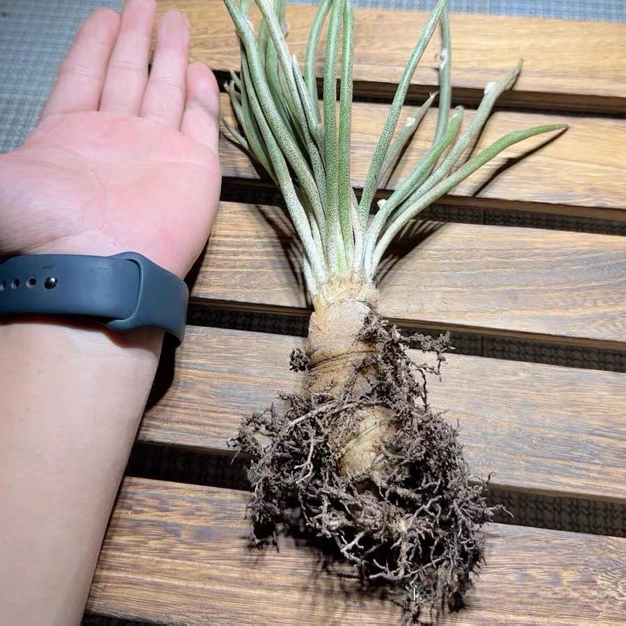 0.5-6cm Astrophytum caput medusae