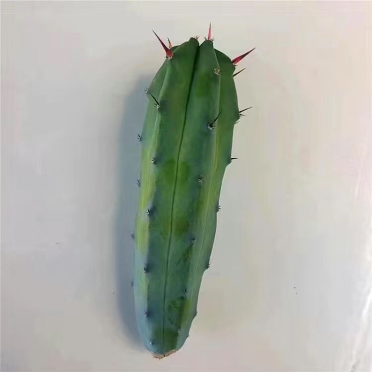 5-10cm Myrtillocactus geometrizans (Specialized for grafting)