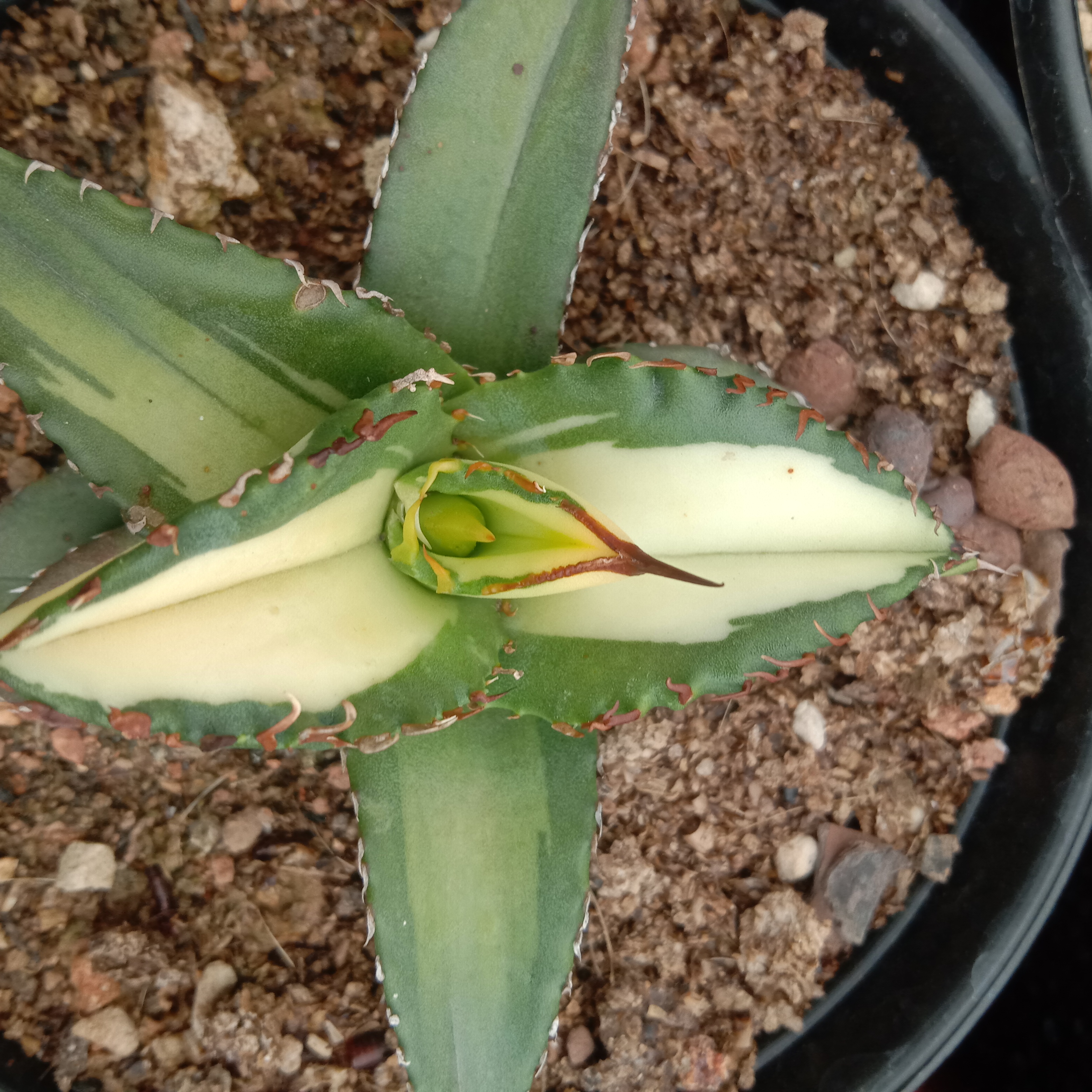 6-10cm Agave Titanota Fujian White Whale