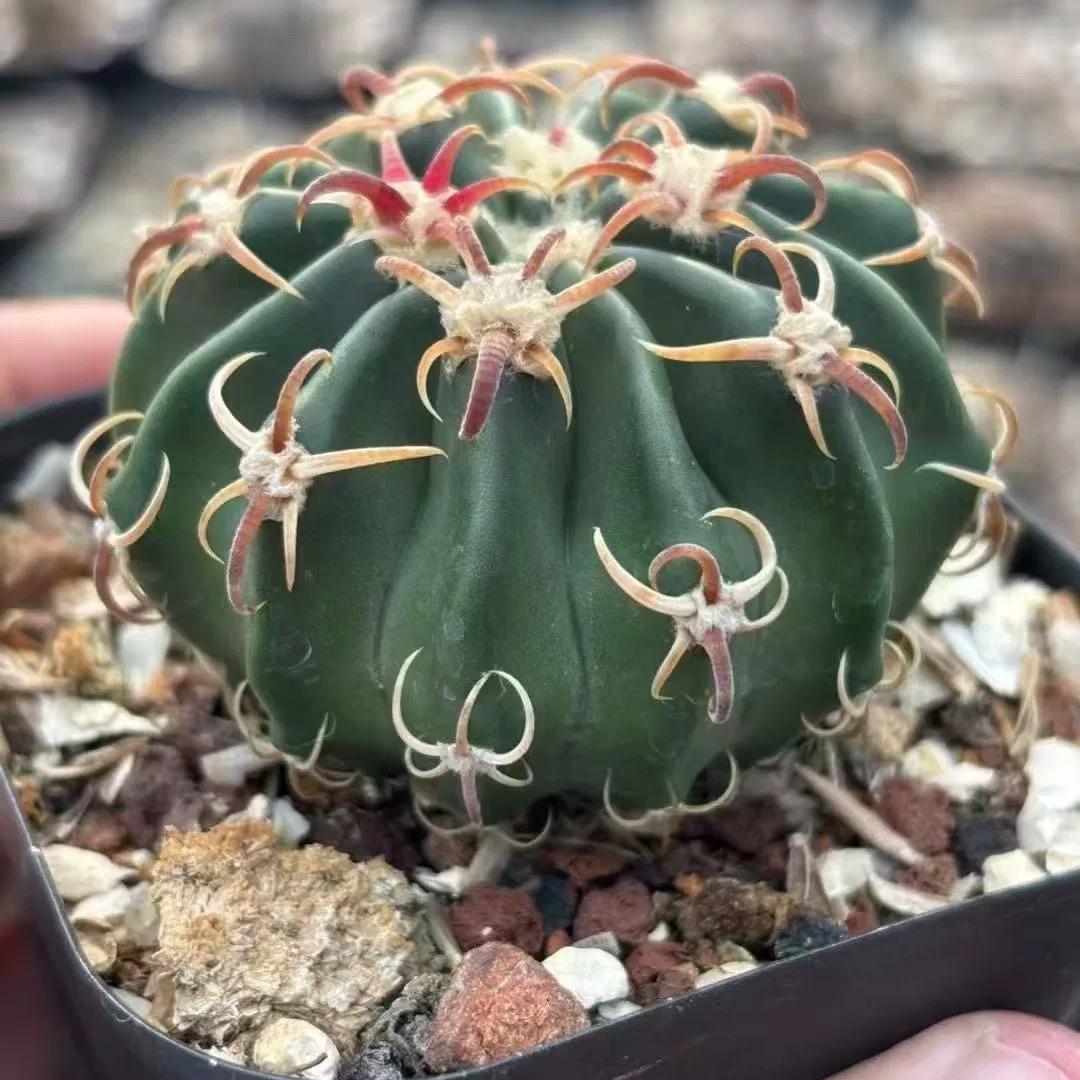 2-7cm echinocactus texensis