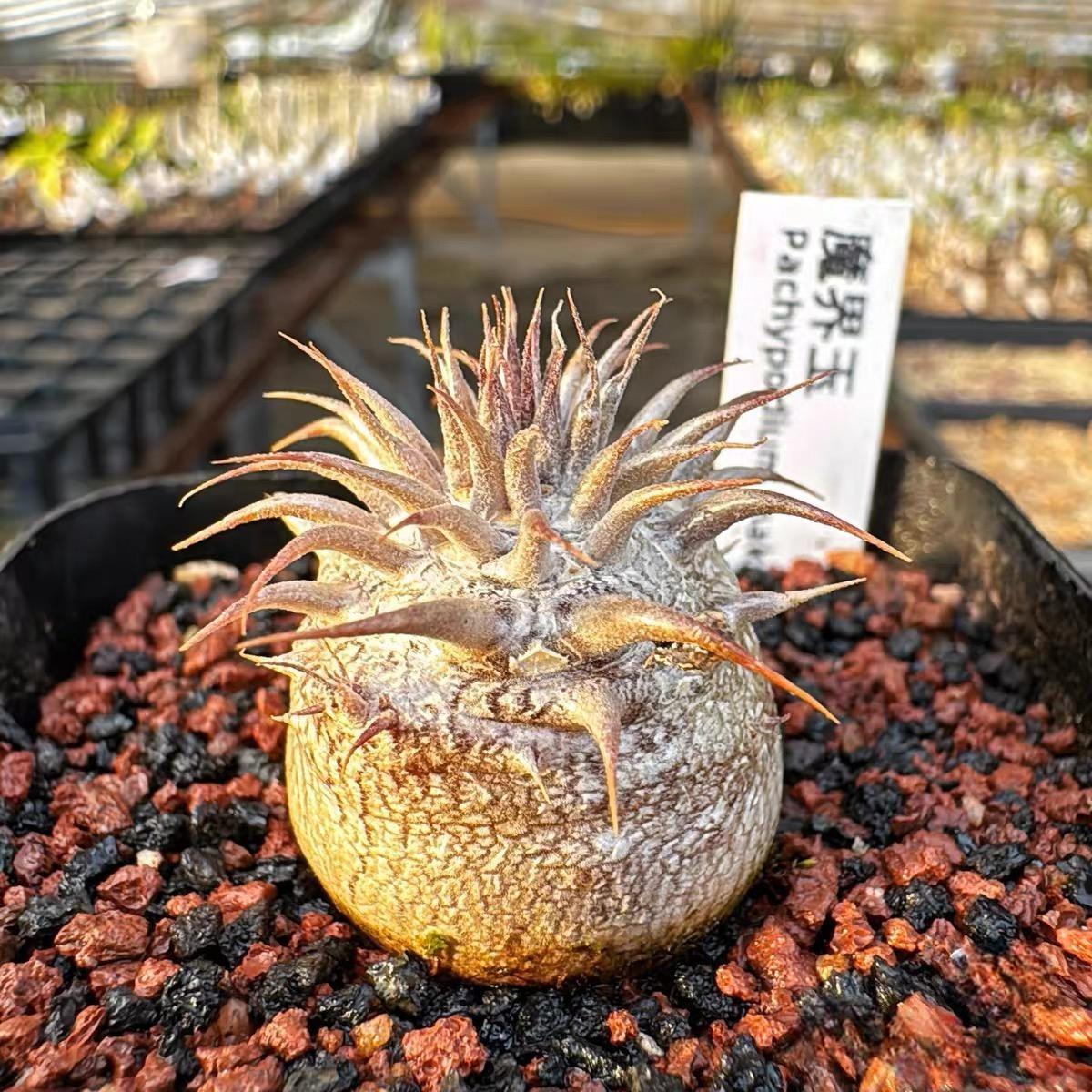 2-6cm Pachypodium rosulatum subsp. makayense
