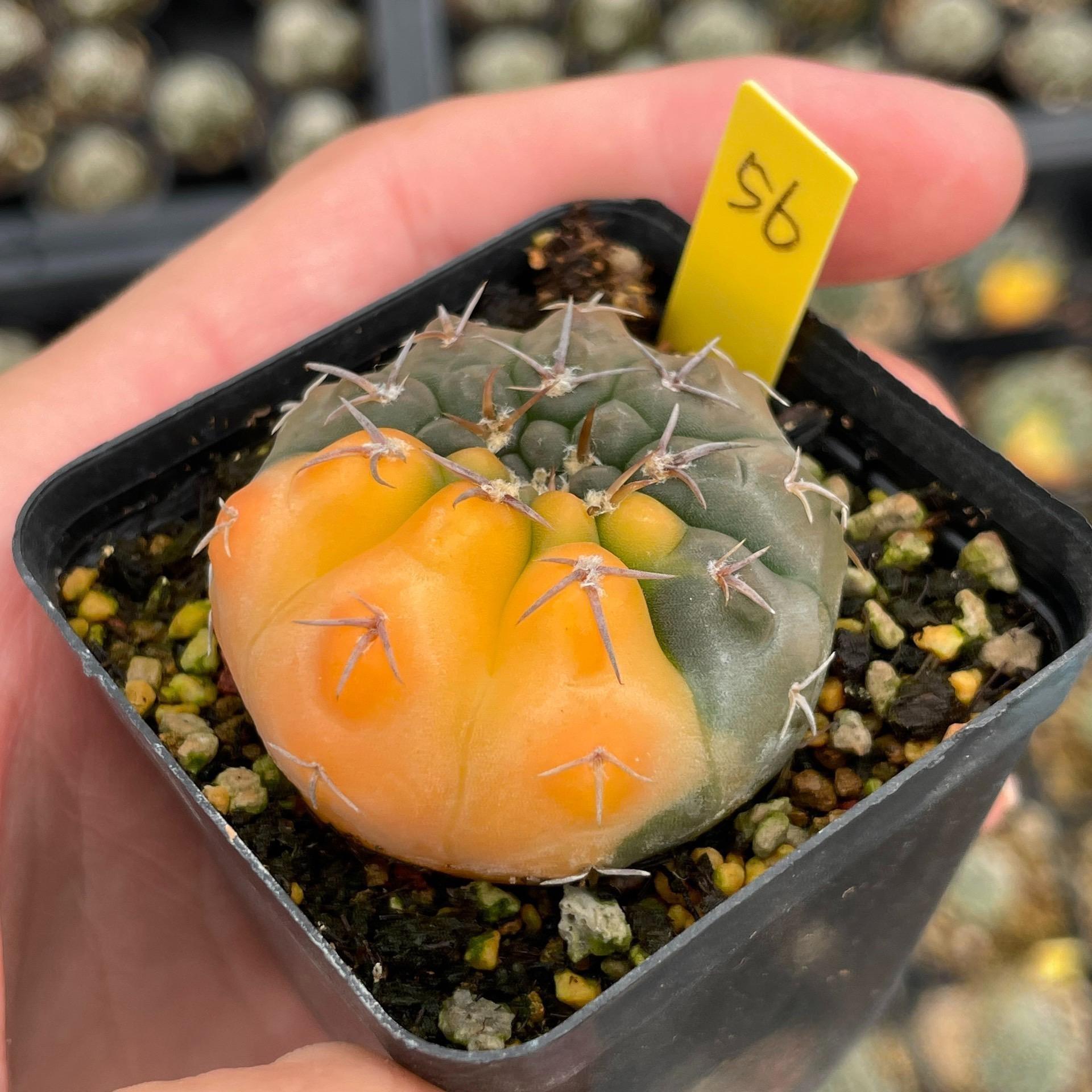4-5cm Gymnocalycium bodenbenderianum