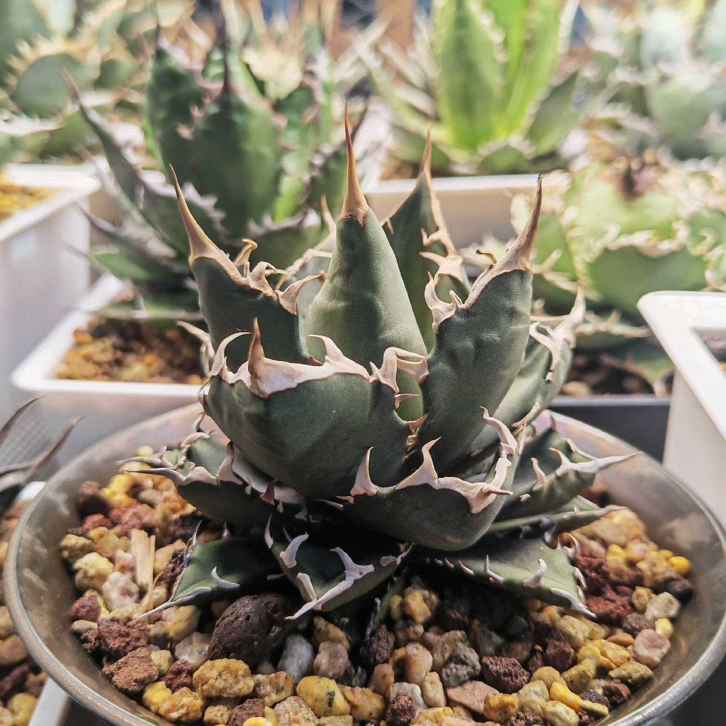 5-14cm Agave titanota “crazy”