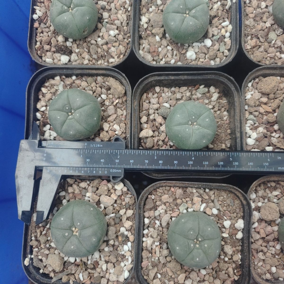 10-17cm Agave desmetiana mediopicta alba