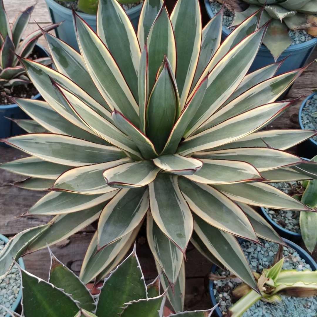6-10cm Agave  ocahuata Snow Glow