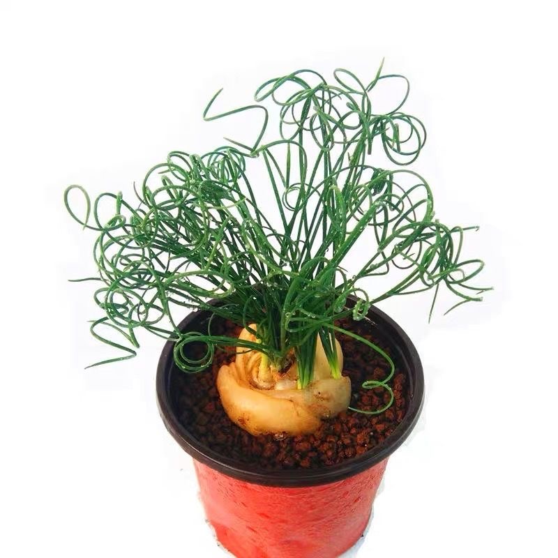 2-4cm Albuca namaquensis（Maybe remove some leaves）