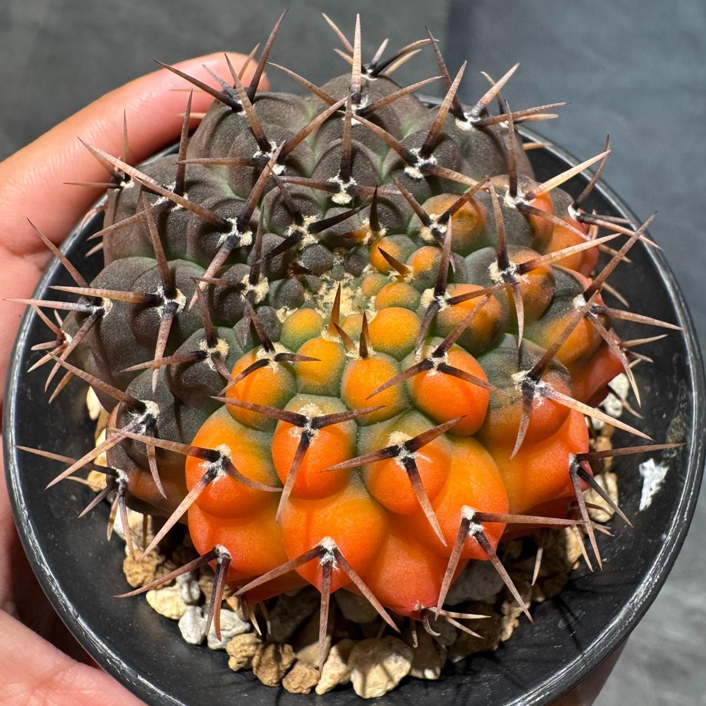 4-5cm Gymnocalycium bodenbenderianum