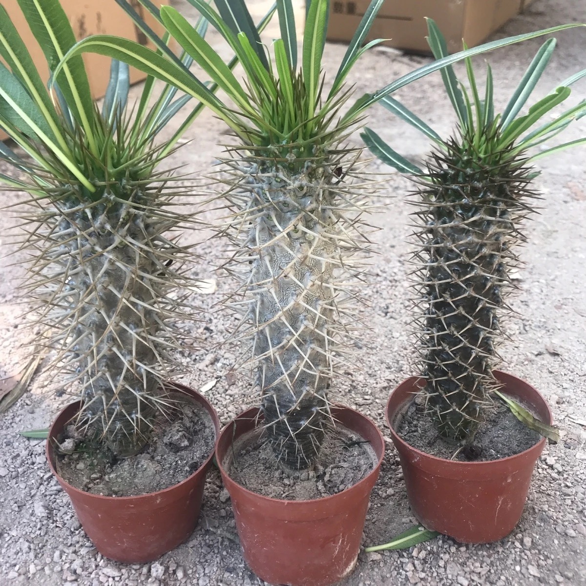 10-17cm pachypodium lamerei
