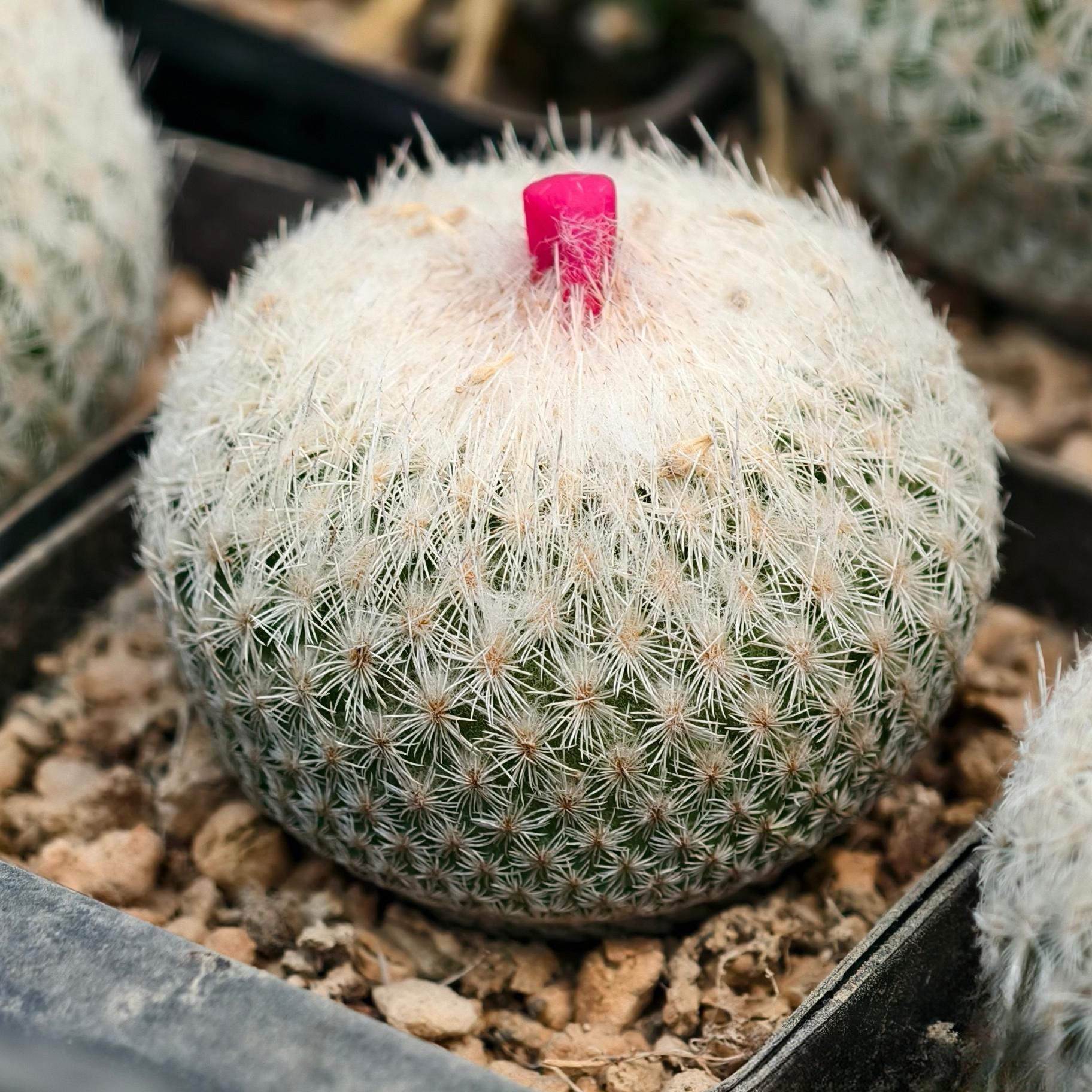 2-10cm Epithelantha micromeris