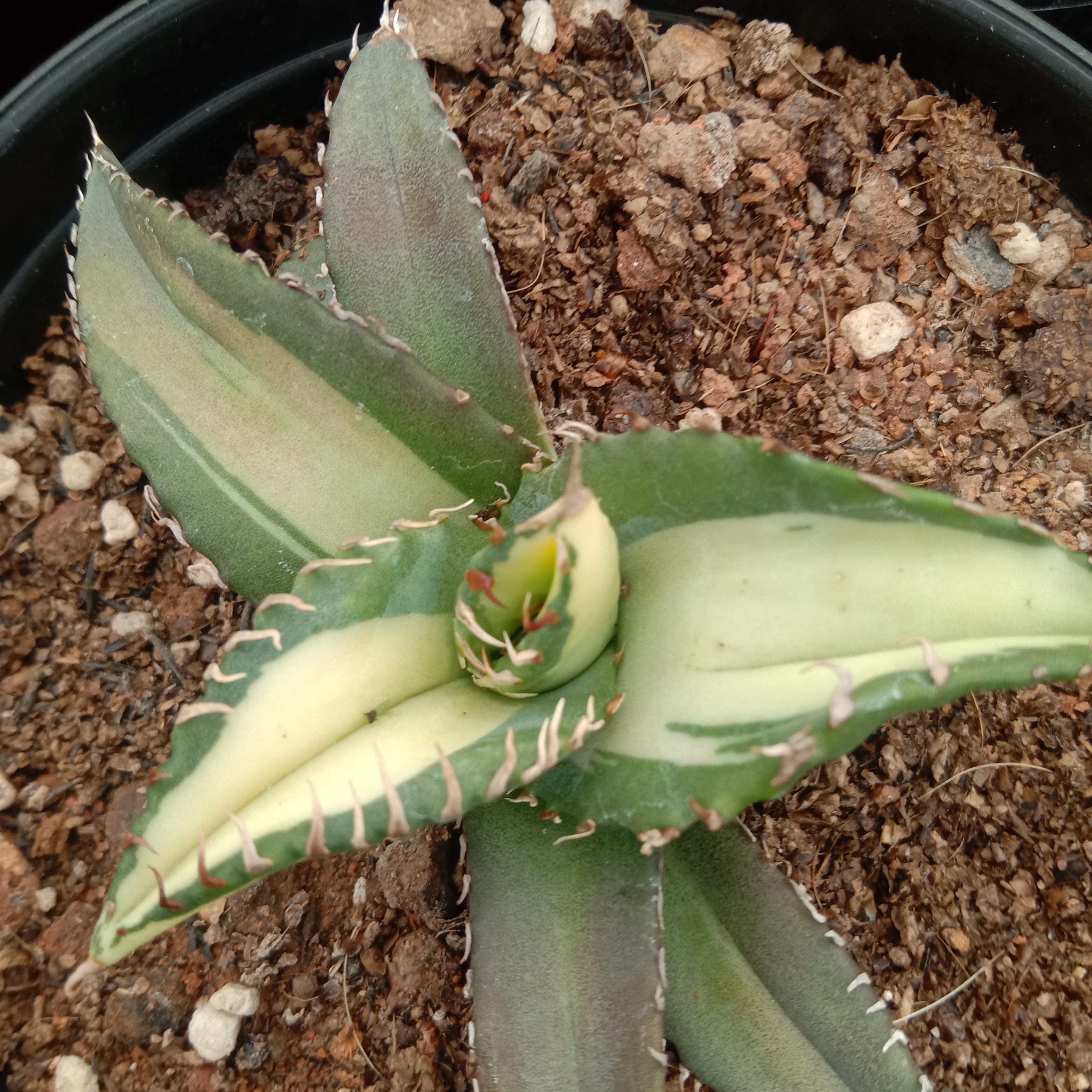 6-10cm Agave Titanota Fujian White Whale