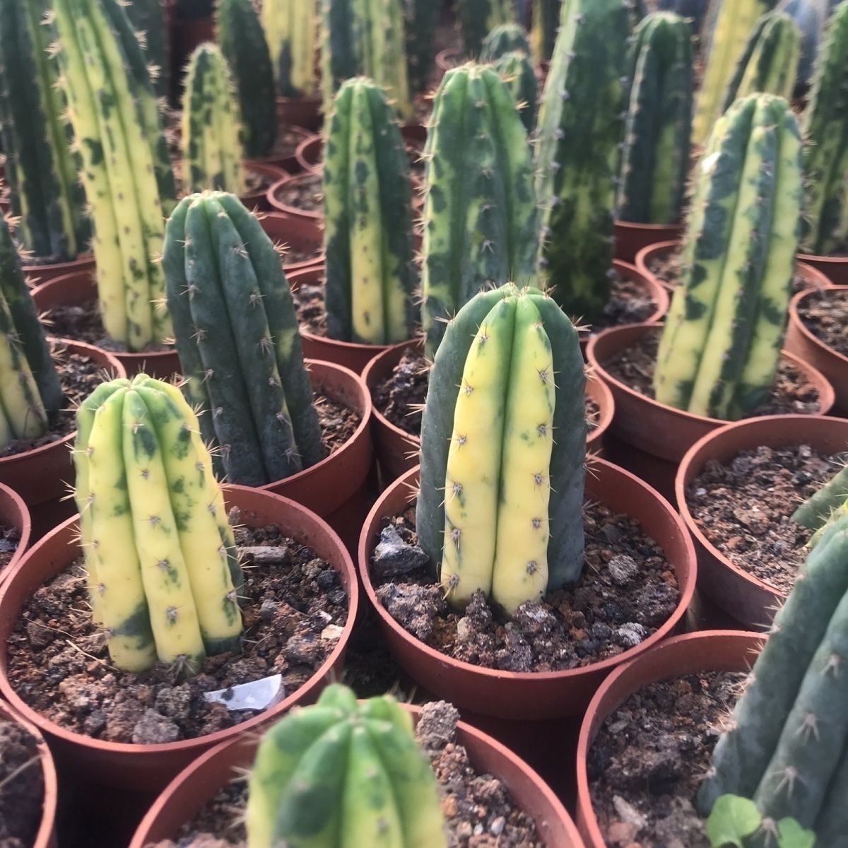 5-10cm Trichocereus Pachanoi