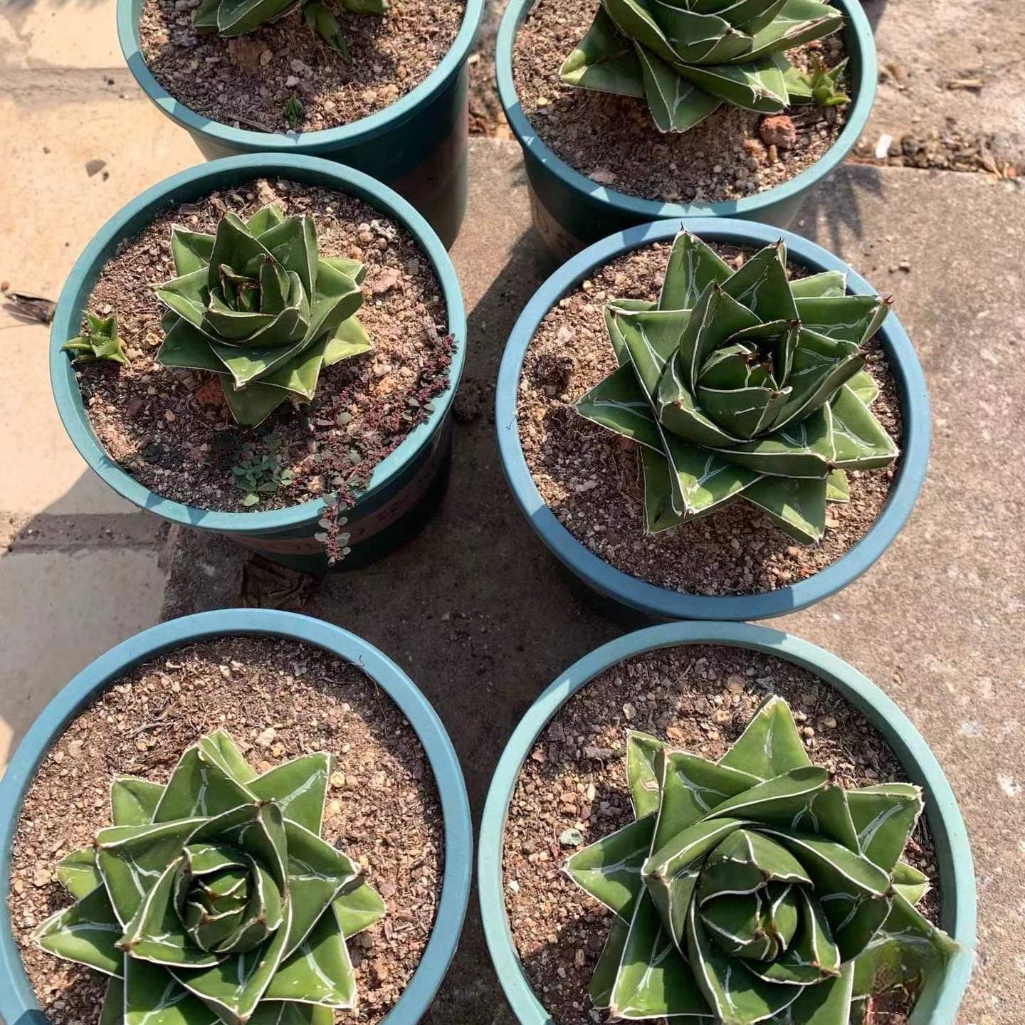4-5cm Agave victoriae-reginae 'Super Wide'（tissue culture）