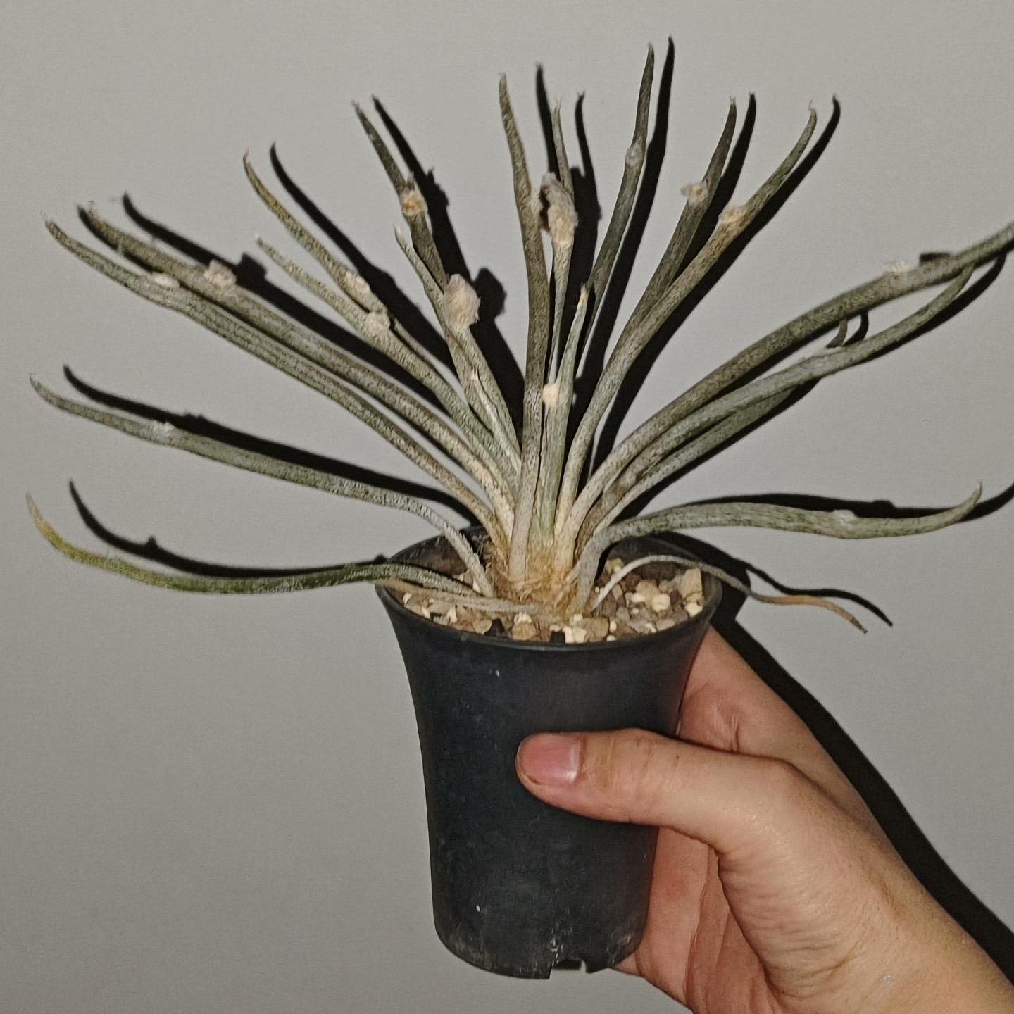 0.5-6cm Astrophytum caput medusae