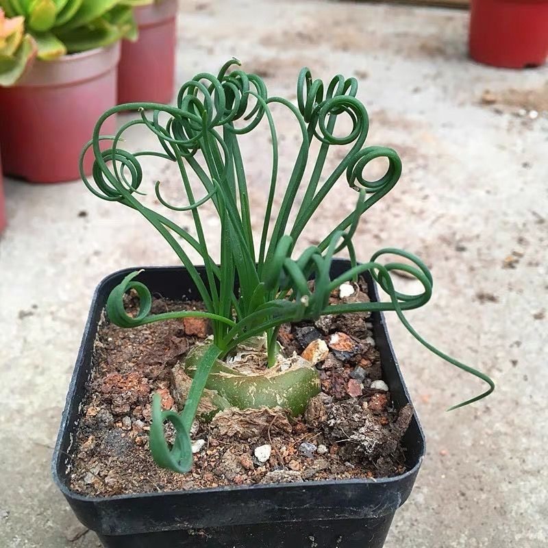 2-4cm Albuca namaquensis（Maybe remove some leaves）