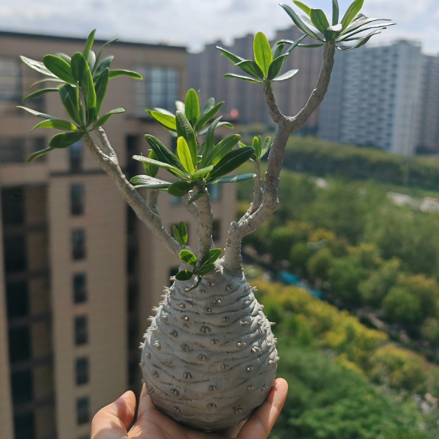 2-6cm pachypodium ambongense