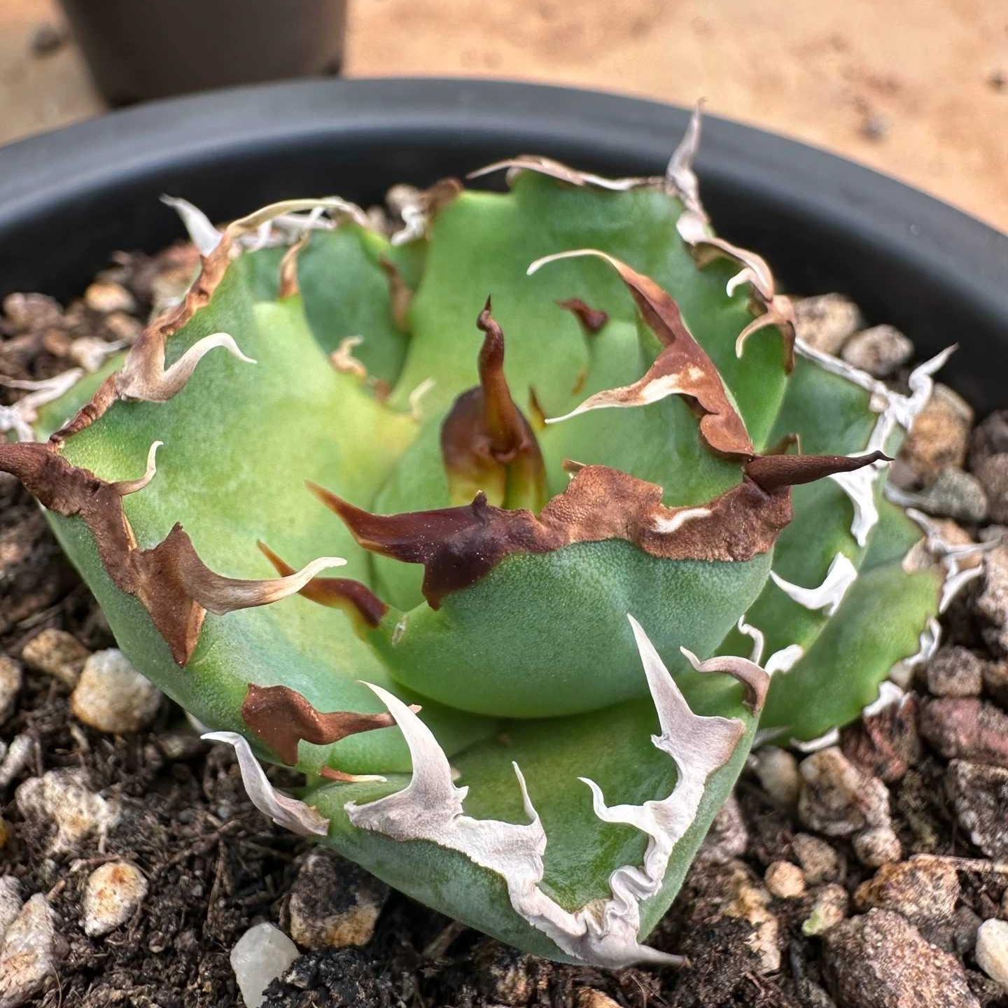 8-10cm Agave titanota  Crab（subadult）