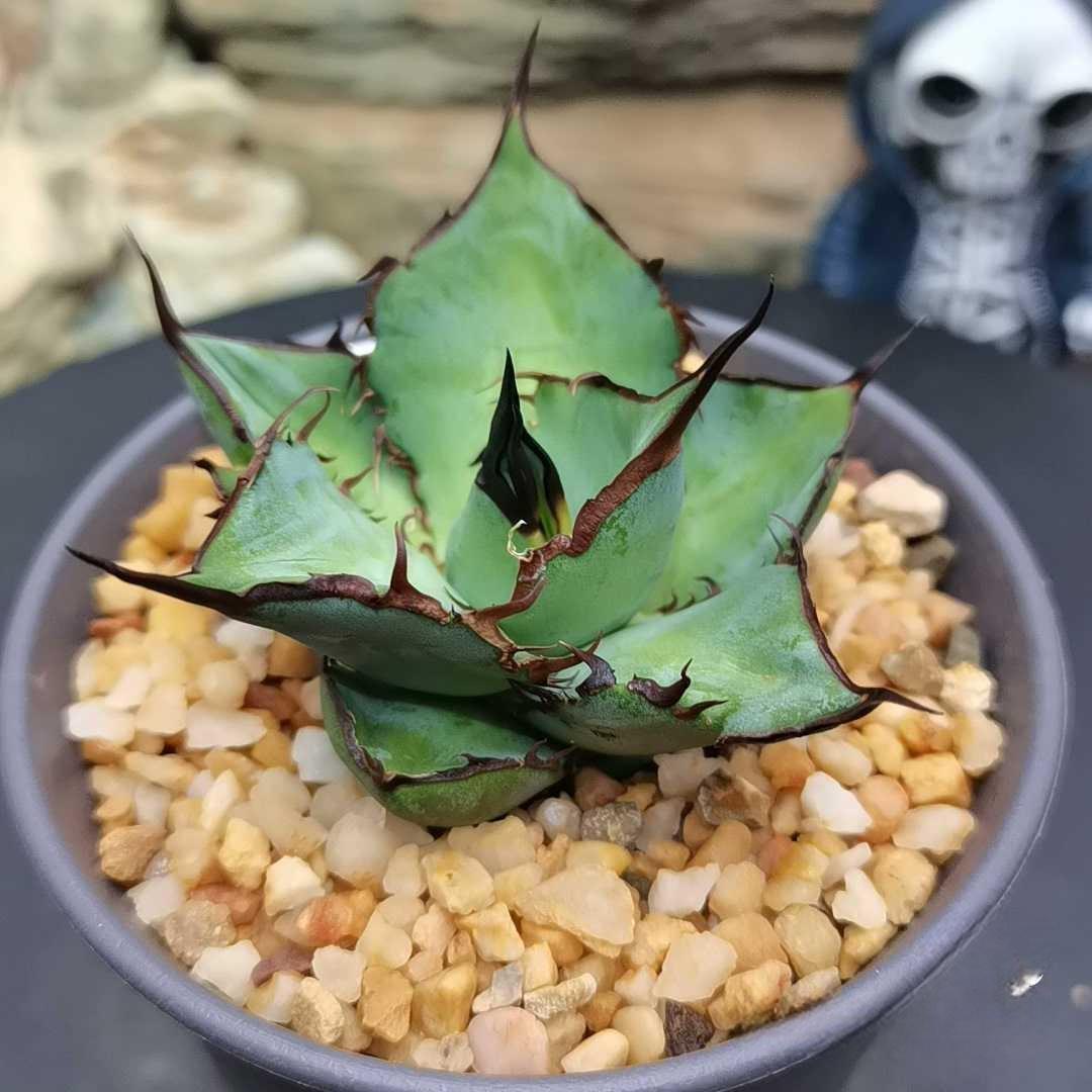 5-7cm Agave Titanota 'Panda
