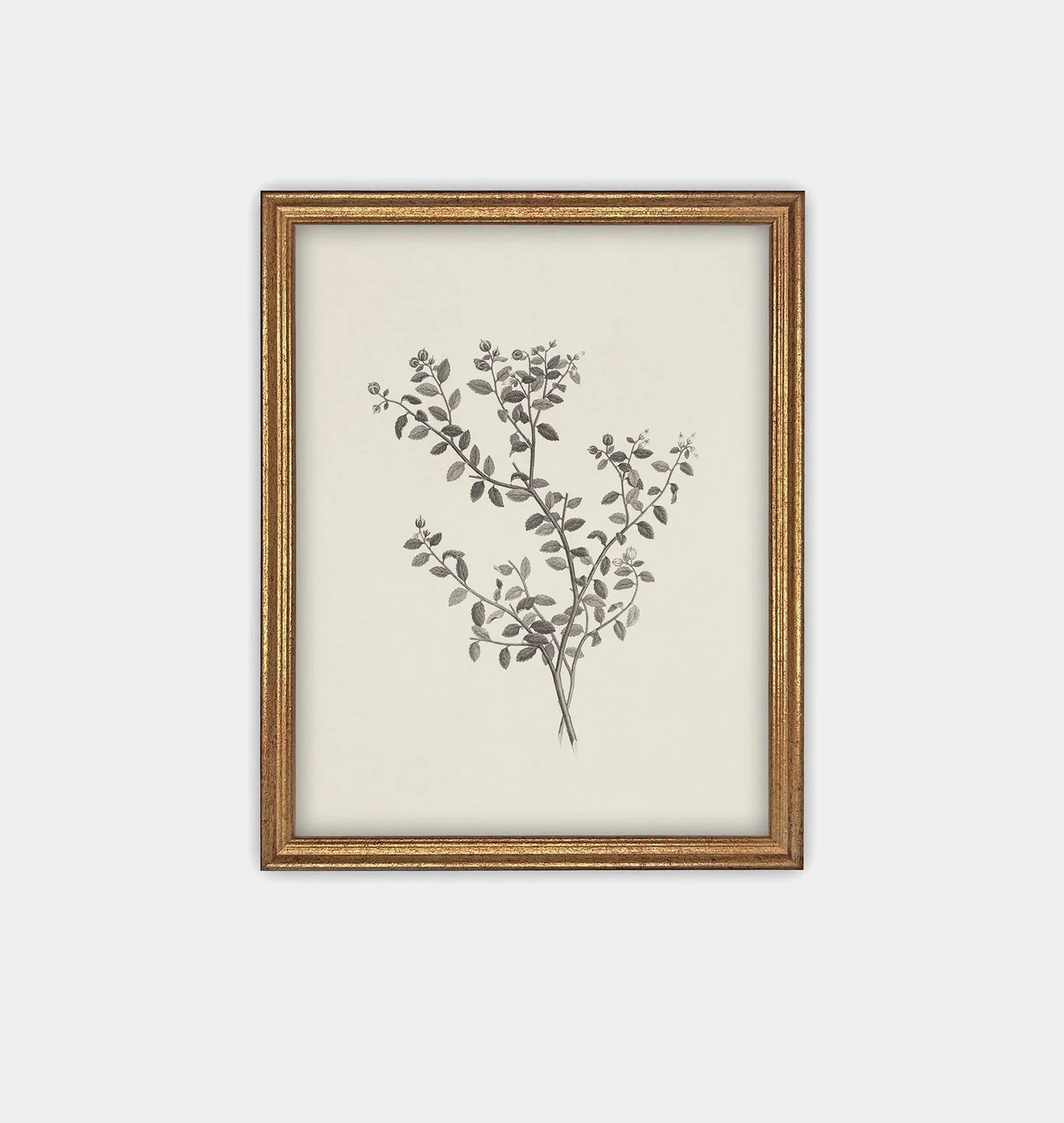 Botanical Sketch Framed Print