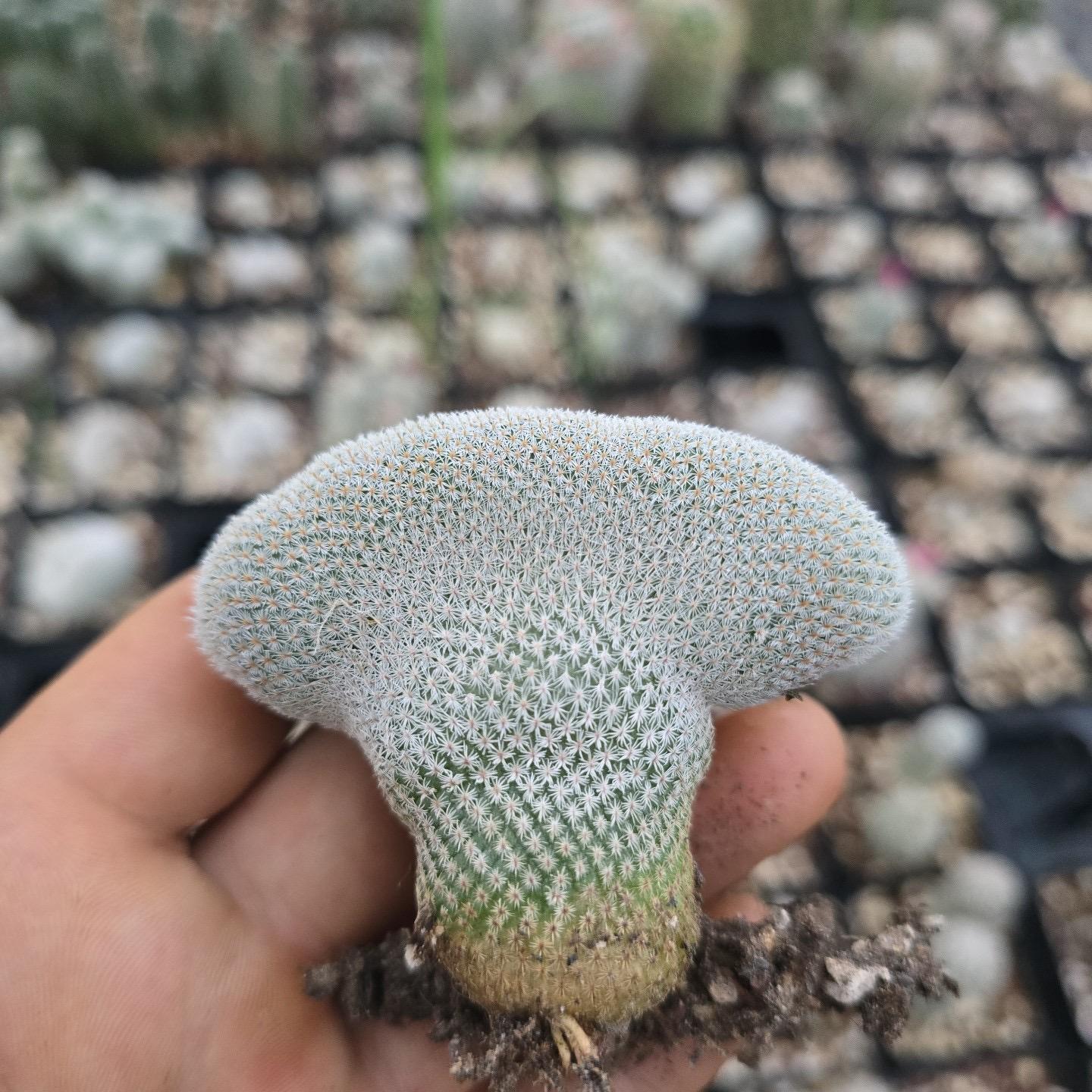 2-10cm Epithelantha micromeris