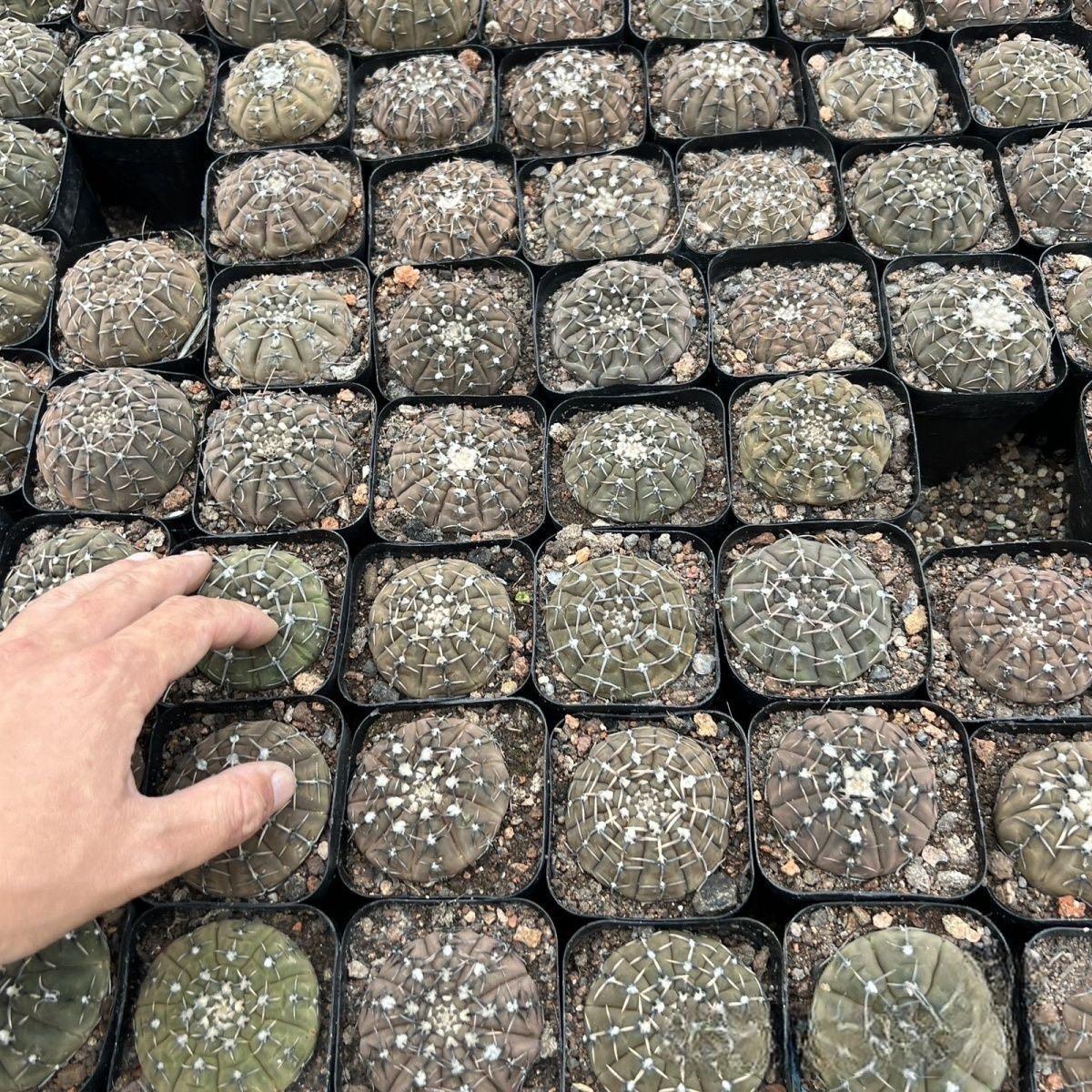 4-5cm Gymnocalycium bodenbenderianum